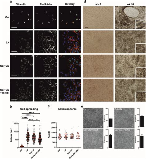 Adhesion Of HESC RPE On Different Protein Coatings All Data Shown For