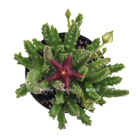 Стапелия Леендерца 5/10 купить в Москве с доставкой в интернет магазине ...