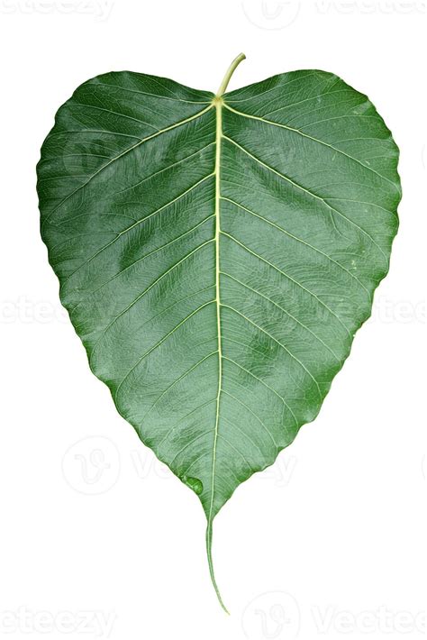 feuilles de bodhi isolées qui ont une forme de cœur avec une longue