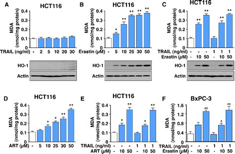 Figure From Molecular Crosstalk Between Ferroptosis And Apoptosis