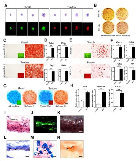 Multipotent Differentiation Potential Of Sheath Derived Cells A