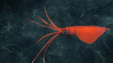 Just Look at All These Insane New Species Discovered in Underwater