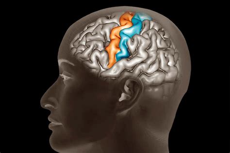 Parts Of The Brain Sensory Cortex - Human Anatomy