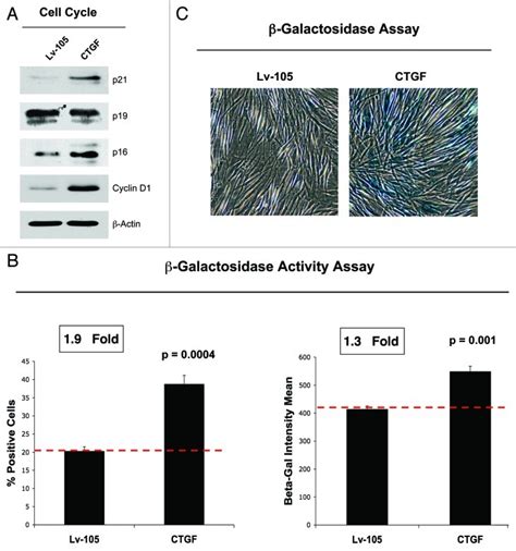 CTGF Drives Autophagy Glycolysis And Senescence In Cancer Associated