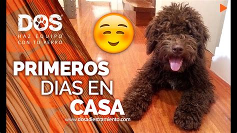 C Mo Encontrar Un Nuevo Hogar Para Tu Mascota Gu A Completa Piensos