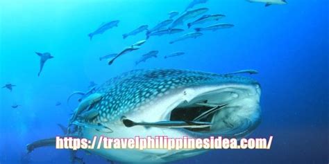 Sorsogon Albay, Donsol Whale Shark Philippines - The best spot in the Philippines