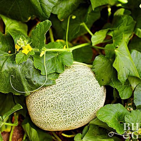 How To Grow Cantaloupe Thats So Juicy Its Worth The Effort