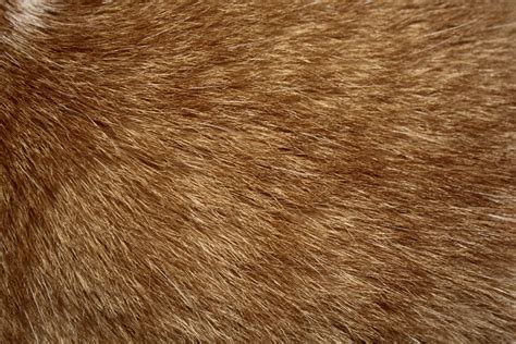 Brown Cat Fur Texture – Photos Public Domain