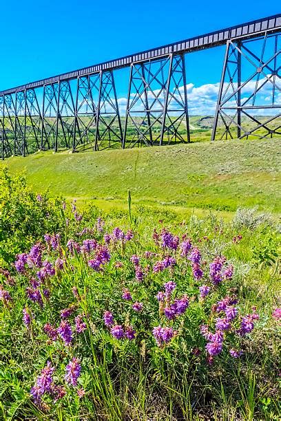 Lethbridge Bridge Stock Photos, Pictures & Royalty-Free Images - iStock