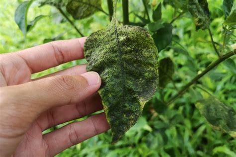 Foto Penyebab Dan Cara Mengatasi Bercak Hitam Dan Gosong Pada Daun Cabai