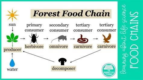 Ecosystem Food Chains Food Webs And Energy Pyramids Food Chain