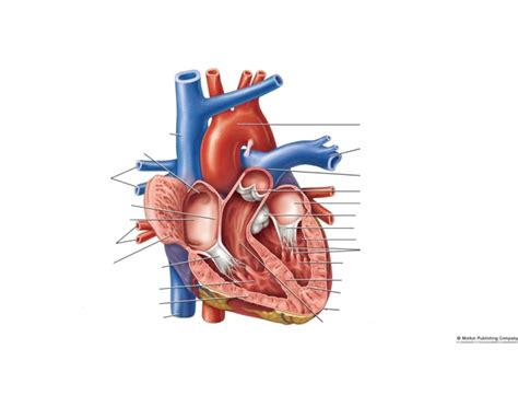 Heart - Pulmonary Circuit Quiz