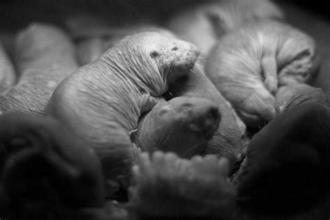 Naked Mole Rats Just Threw Science A Huge Curve Ball And It Might Lead To The Fountain Of Youth