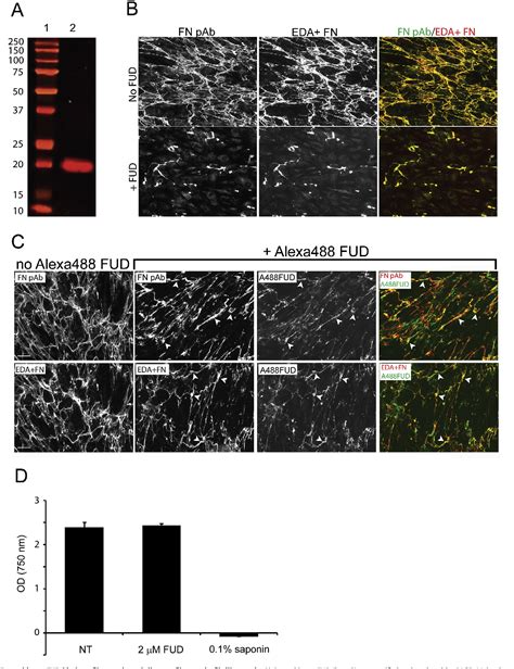 Figure 2 From Disruption Of Fibronectin Matrix Affects Type Iv Collagen