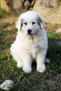 51 Pyrenean Mountain Dog (Great Pyrenees), Kuvasz ideas | great ...