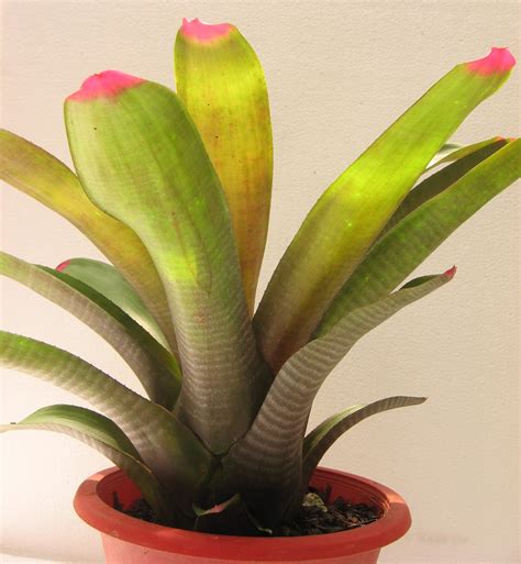 My Secret Garden & 我懂你: Neoregelia spectabilis