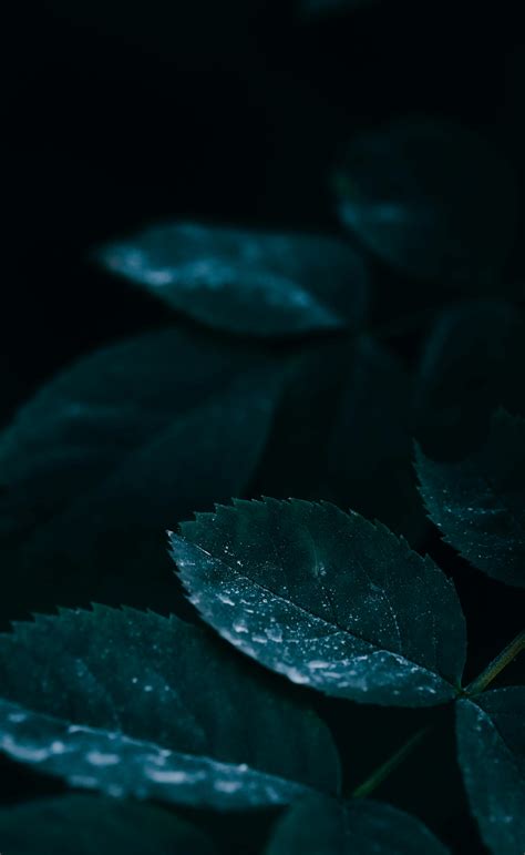 Mystical Backgrounds Photos, Download The BEST Free Mystical ... 