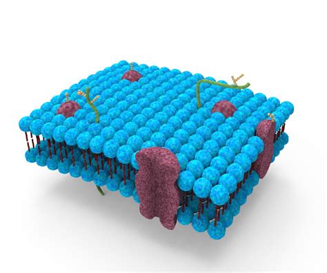 Phospholipid bilayer 3D - TurboSquid 1439874