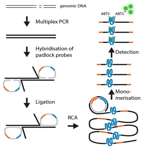 Ijms Free Full Text Padlock Probe Based Generation Of Dnazymes For