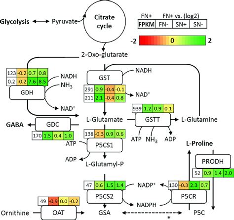 Proline And GABA Biosynthesis Pathway For The Figure Legend Refers To