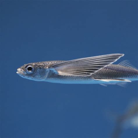 Flying Fish National Geographic