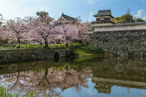 Fukuoka castle with cherry blossom in Fukuoka, Kyushu, Japan 24670875 ...