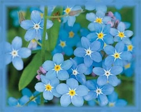 Chinese Forget Me Not Flower Seeds Cynoglossum Amabile 1