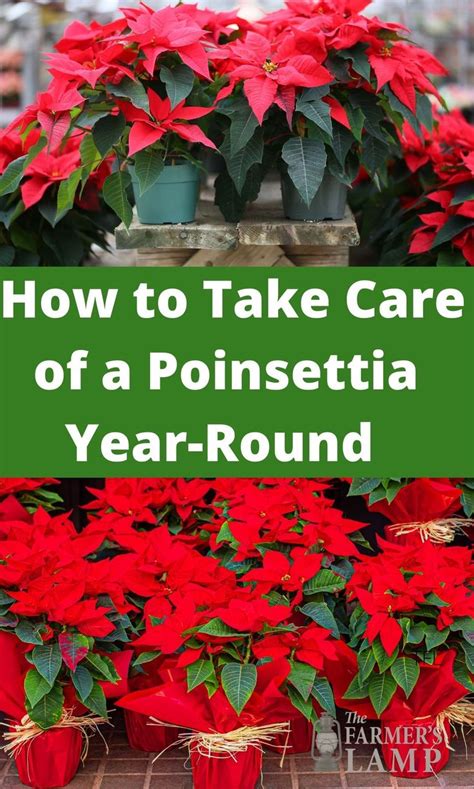 How To Keep A Poinsettia Plant Alive Year Round Poinsettia Plant Poinsettia Care Plant Care