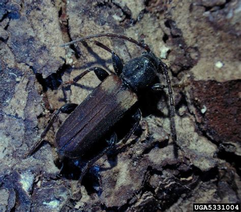 Brown Spruce Longhorn Beetle Tetropium Fuscum