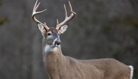 Whitetail Deer Hunting Tips and Tricks - iSportsman USA