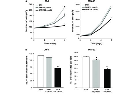 Effect Of S Adenosylmethionine SAM On Osteosarcoma OS Cells