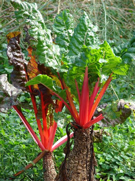 Starr Beta Vulgaris Subsp Cicla Habit Olinda M Flickr