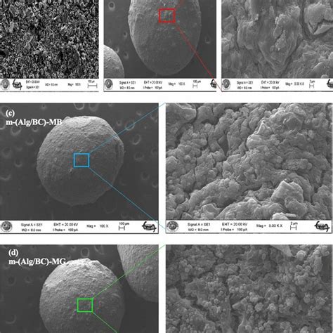 Surface scanning electron microscopy (SEM) images of BC (a), m-(Alg/BC ... 