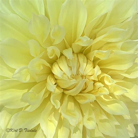 Sharon Cummings On Twitter Rt Kirtwallgallery Macro Yellow Dahlia