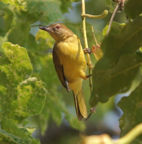 Details Yellow Bellied Greenbul Birdguides