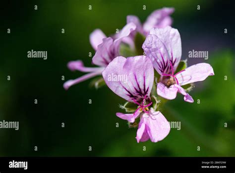 Pelargonio Perfumado De Rosa Fotograf As E Im Genes De Alta Resoluci N