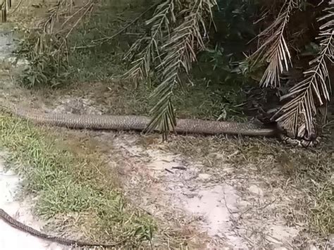 Viral Video Pertarungan Ular King Kobra Raksasa Vs Ular Piton Di Kebun