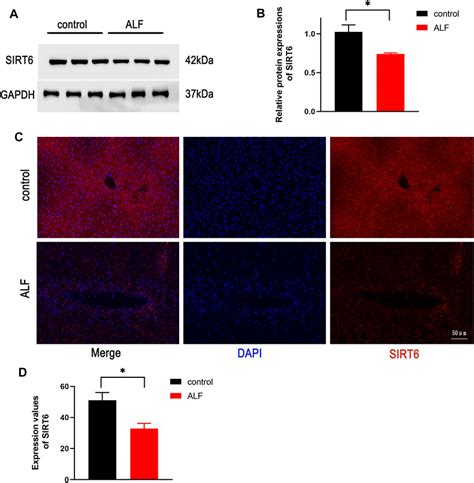 Frontiers SIRT6 Activator UBCS039 Inhibits Thioacetamide Induced