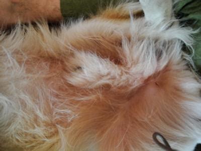 Fungus on Dog's Belly & Rash Around Groin - Organic Pet Digest