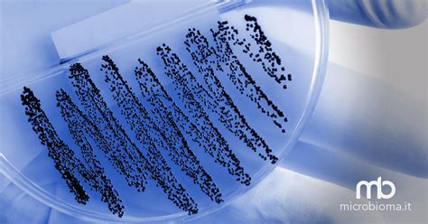 Longevità e microbiota intestinale nuovi dati da studio su naked mole rat