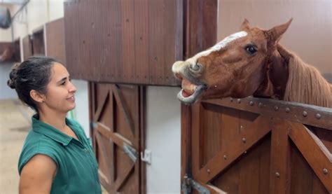 Como Est O Cavalo Caramelo S Mbolo Dos Resgates Das Enchentes Do