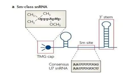 Small nuclear RNA (snRNA) - Structure, Types, Definition - Biology ...