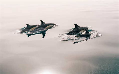 Dolphin Photography | Dolphins World