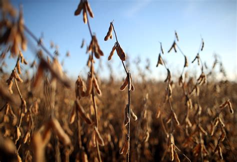 bons preços área de soja seguro pode mais que dobrar no Brasil