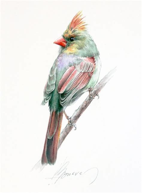 Cardinal, Watercolor Painting Birds, ORIGINAL Watercolor, Bird Art ...