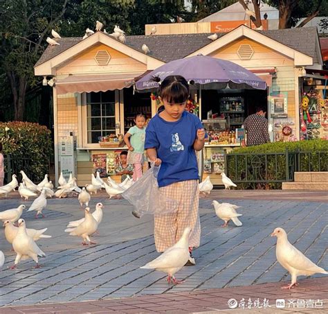 姥爷镜头里的外孙女，喂鸽子的小姑娘平松外孙女鸽子