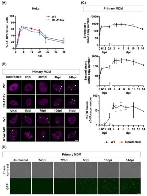 Viruses Free Full Text Hiv 1 Capsid Rapidly Induces Long Lived