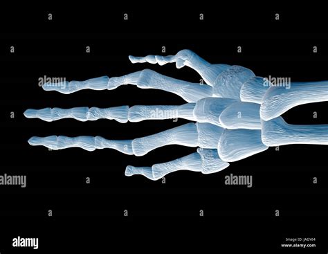 Skeleton Of The Hand Hi Res Stock Photography And Images Alamy