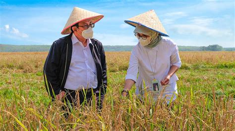 Mitigasi Dampak El Nino BULOG Jamin Pasokan Beras Nasional Aman