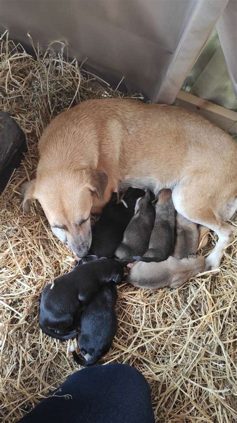 Cagnolina Partorisce Sette Cuccioli Nel Presepe La Tenera Storia Di